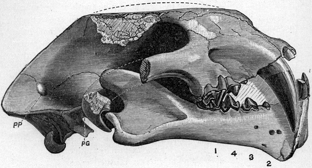 Pogonodon platycopis by Edward Cope