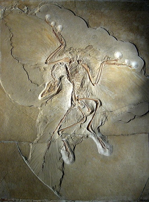 Archaeopteryx Lithographica