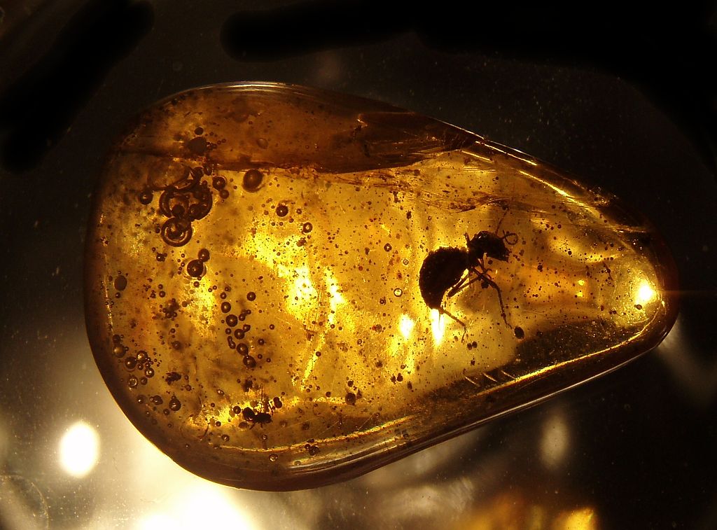 Insect In Amber