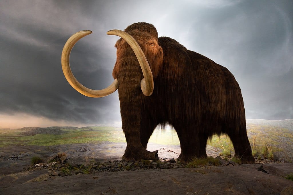 Whoolly Mammoth Model