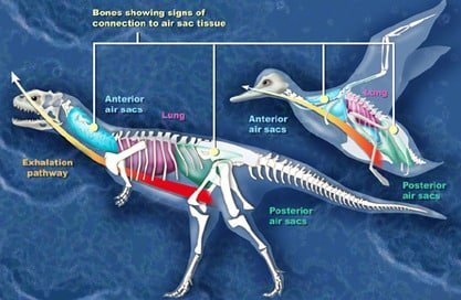 hollow bones in dinosaurs