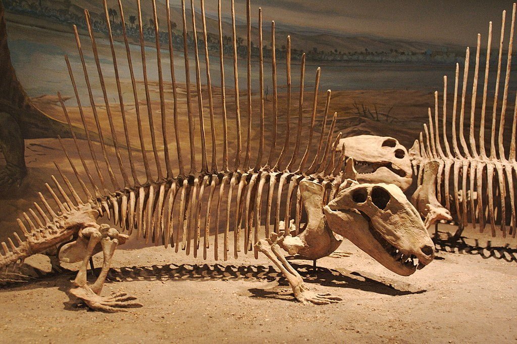 Dimetrodon skeletons