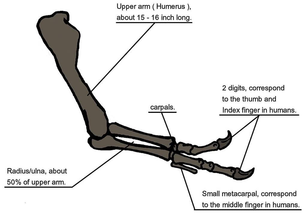 Tyrannosaur arm illustration