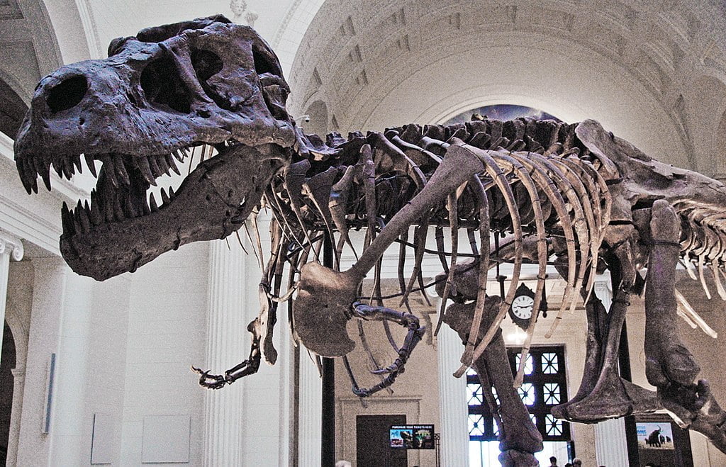 tyrannosaurus skeletal reconstruction