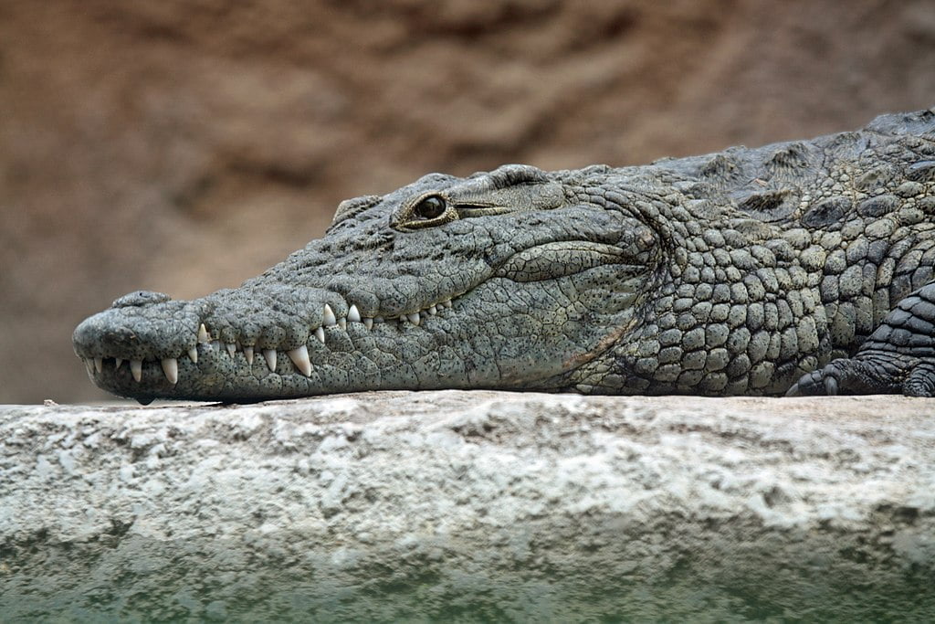 nile crocodile head